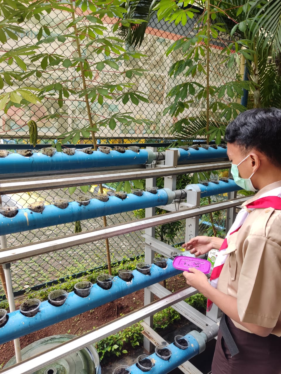 KEGIATAN PENANAMAN BIBIT PAKCOY DENGAN SISTEM HYDROPONIK OLEH SISWA SMA YADIKA 6